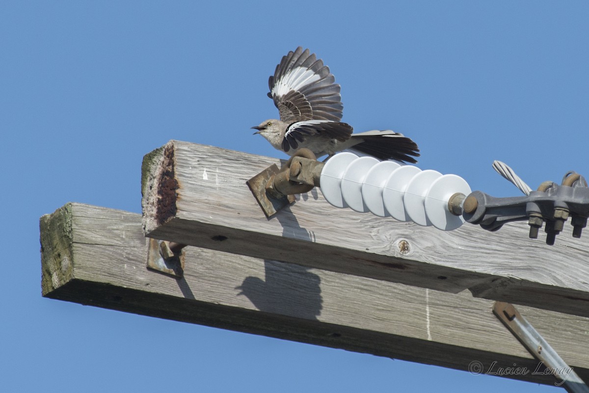 Northern Mockingbird - ML623141558