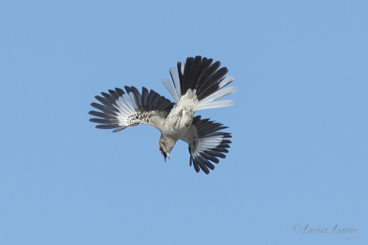 Northern Mockingbird - ML623141559