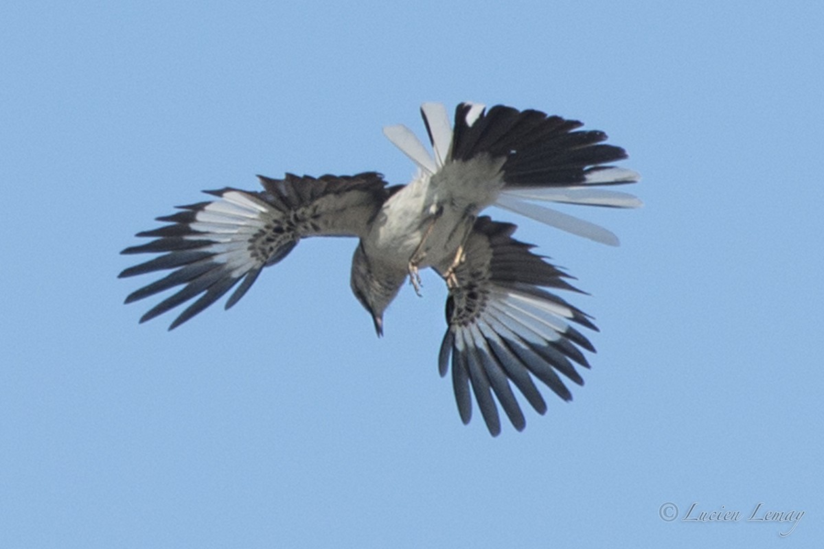 Northern Mockingbird - ML623141567