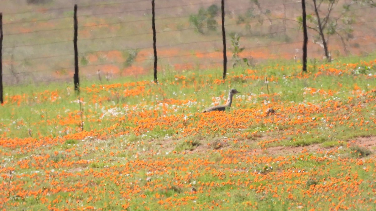 Ludwig's Bustard - Mike Slater