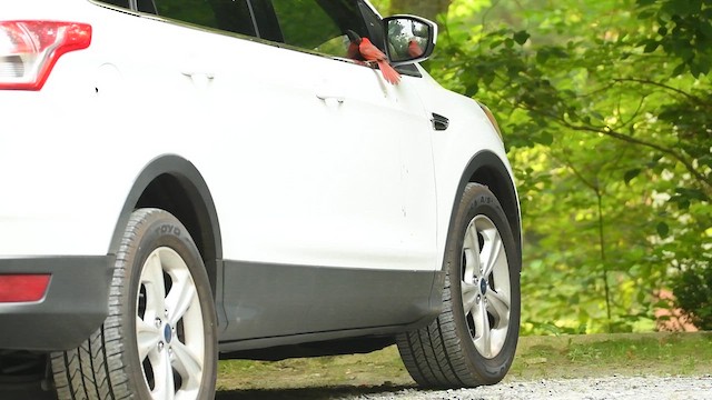 Кардинал червоний - ML623141589