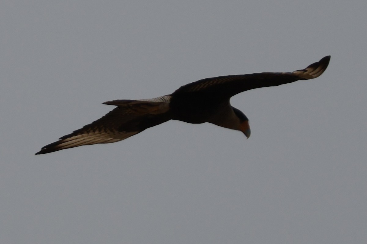 Crested Caracara - ML623141593