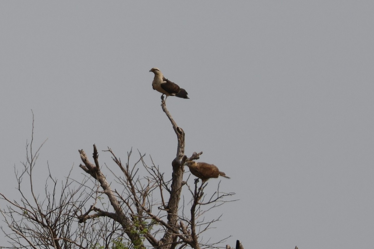 Yellow-headed Caracara - ML623141595