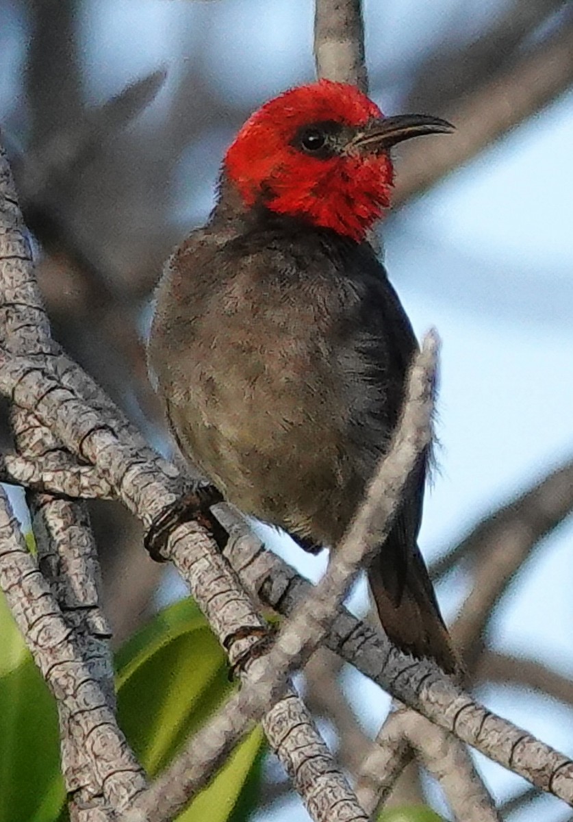 Red-headed Myzomela - ML623141609