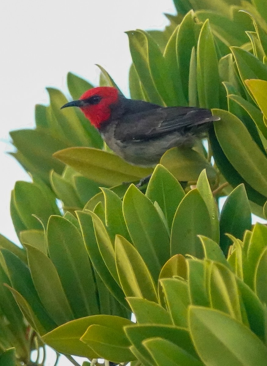 Red-headed Myzomela - ML623141613