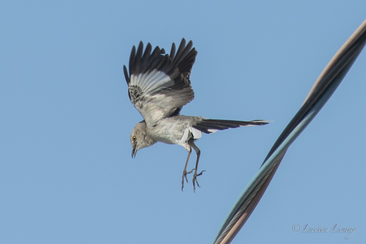 Northern Mockingbird - ML623141629