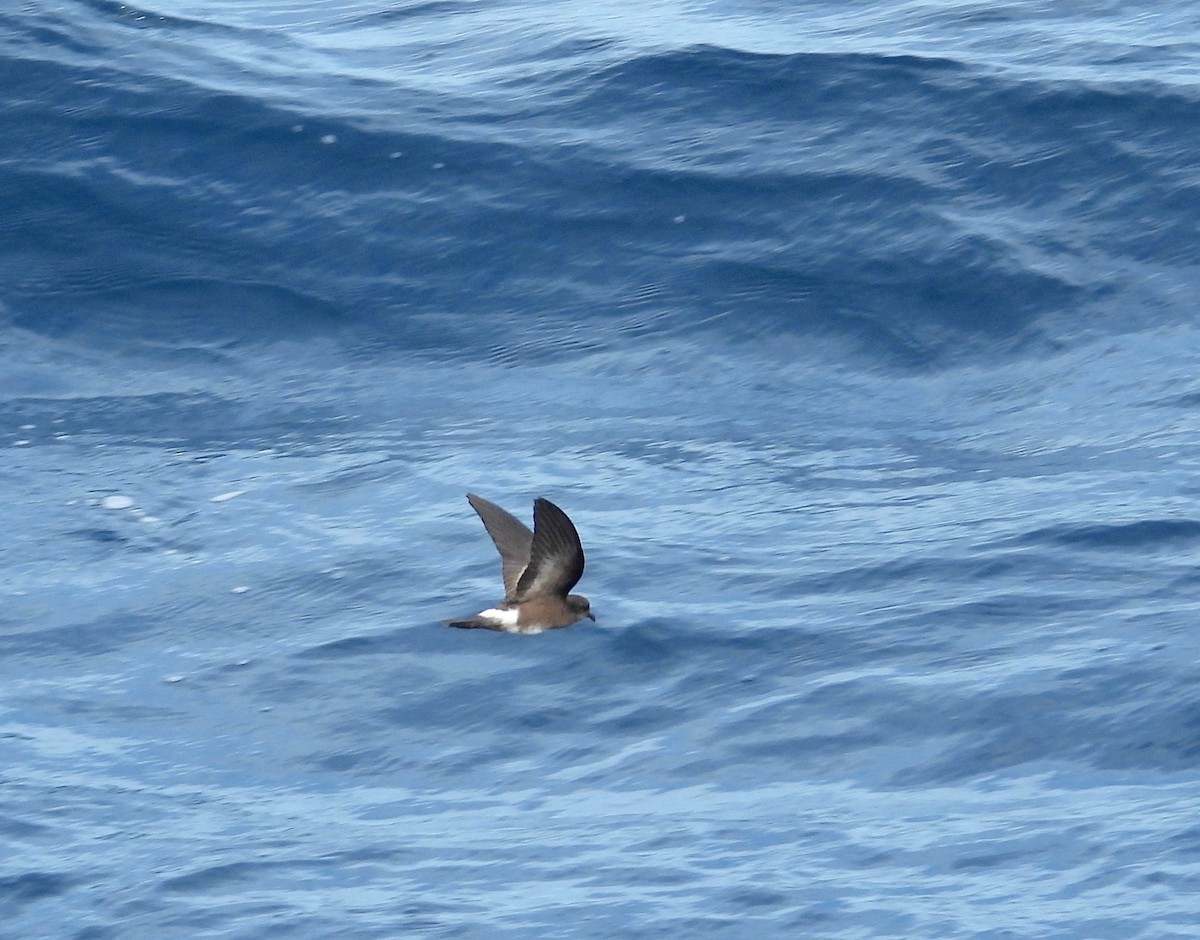 Wedge-rumped Storm-Petrel - ML623141636