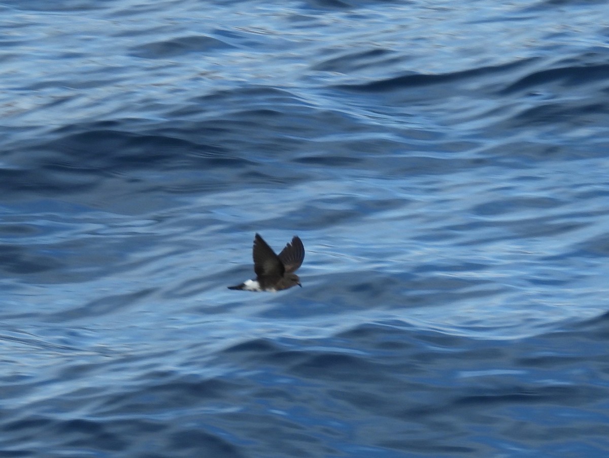 Wedge-rumped Storm-Petrel - ML623141644