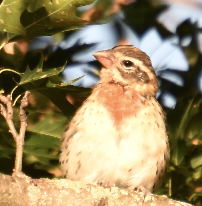 Rose-breasted Grosbeak - ML623141777