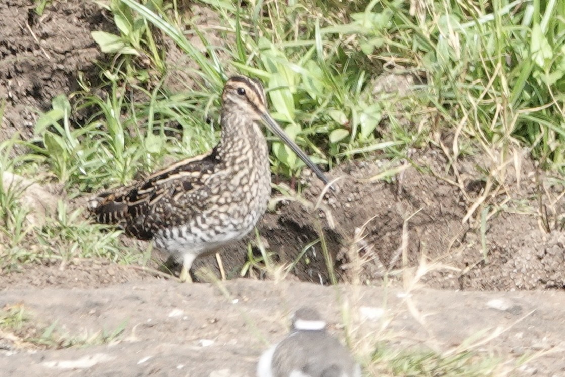 African Snipe - Rainer Ruess