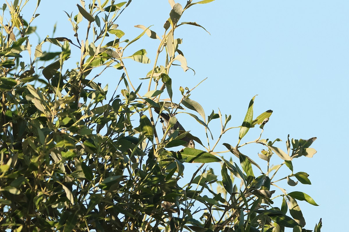 Dusky Gerygone - ML623141909