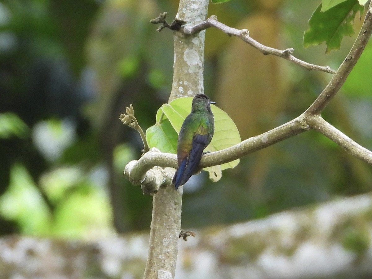 Copper-rumped Hummingbird - ML623141940