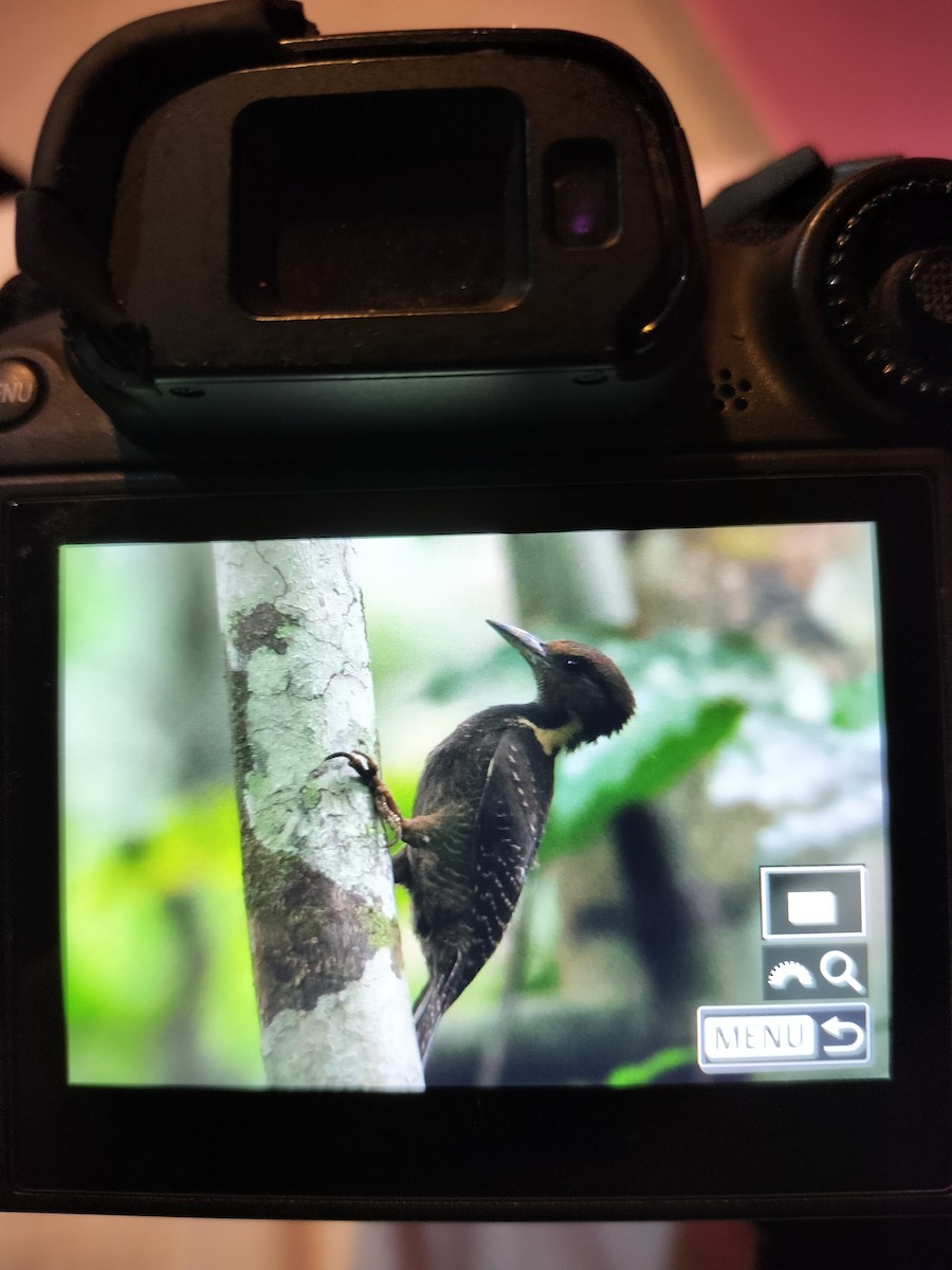 Buff-necked Woodpecker - ML623142028