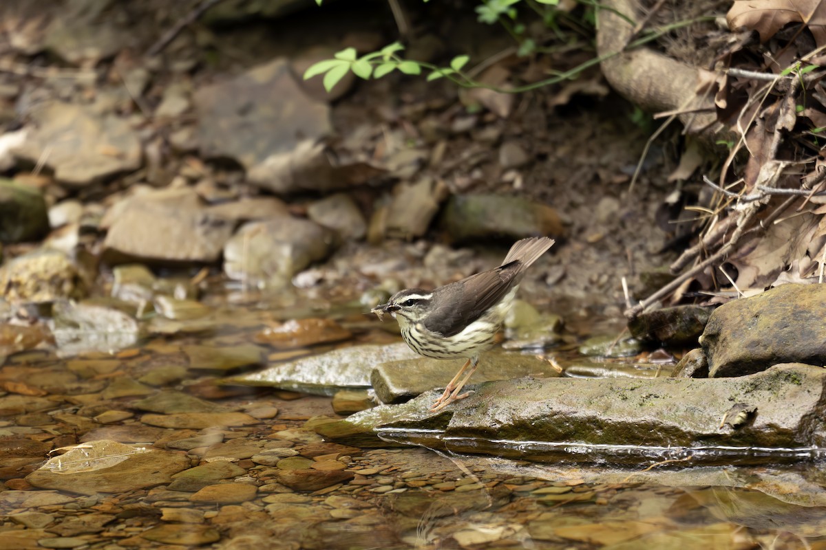 Louisiana Waterthrush - ML623142123