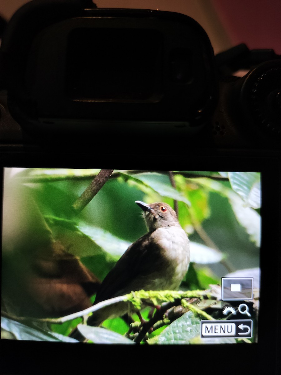 Spectacled Bulbul - ML623142125