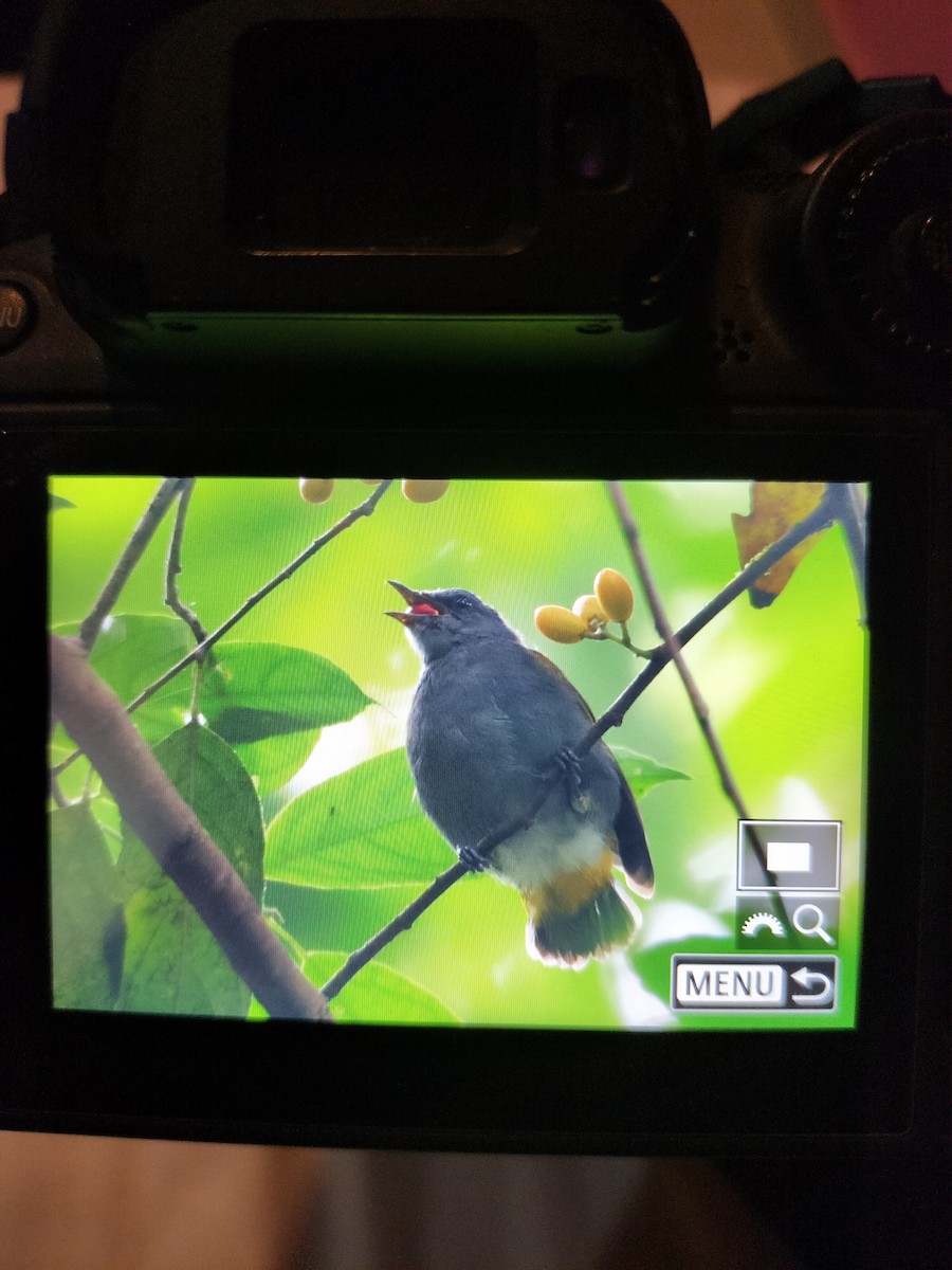 Gray-bellied Bulbul - ML623142148