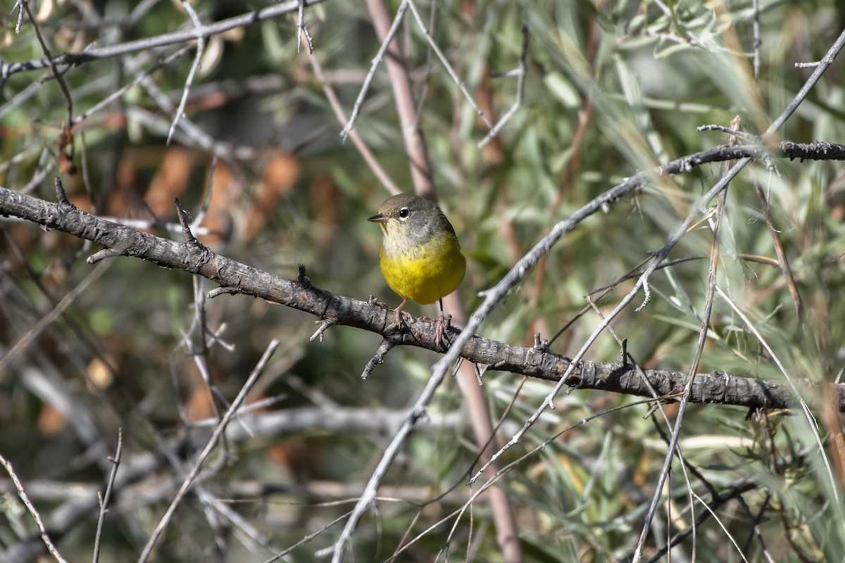 MacGillivray's Warbler - ML623142149