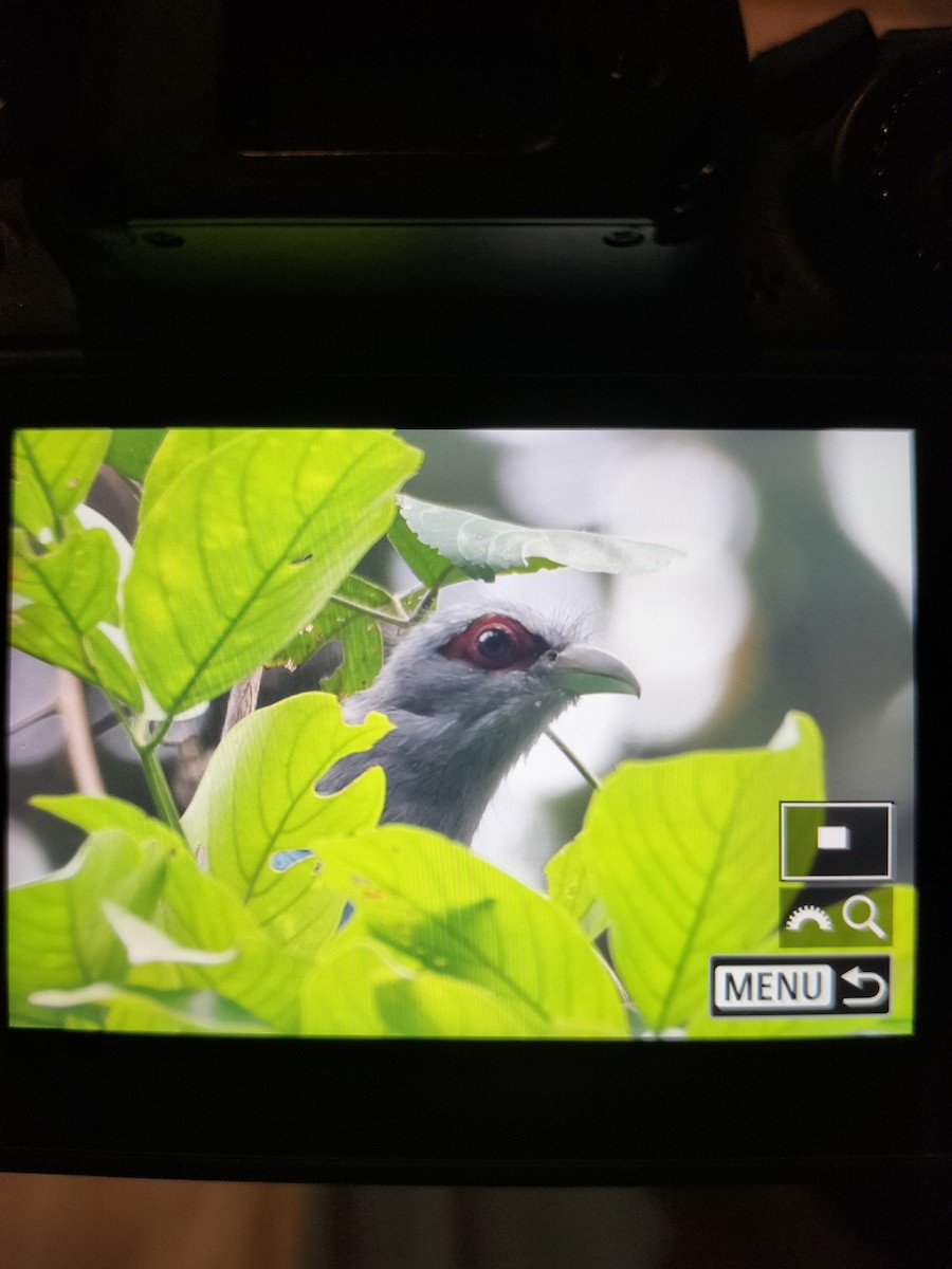 Black-bellied Malkoha - ML623142226