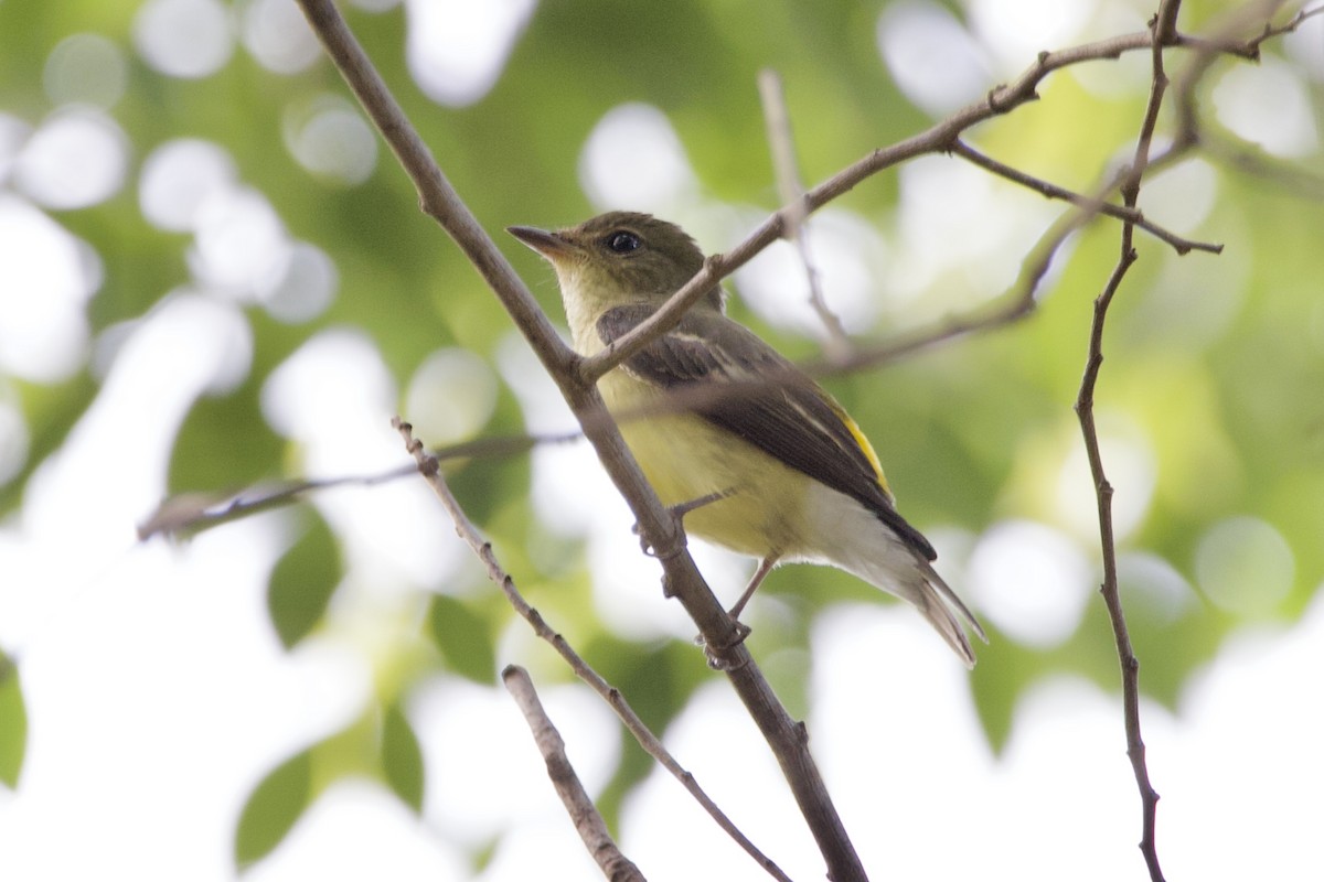 Yellow-rumped Flycatcher - Peeramon Ngarmtipanont