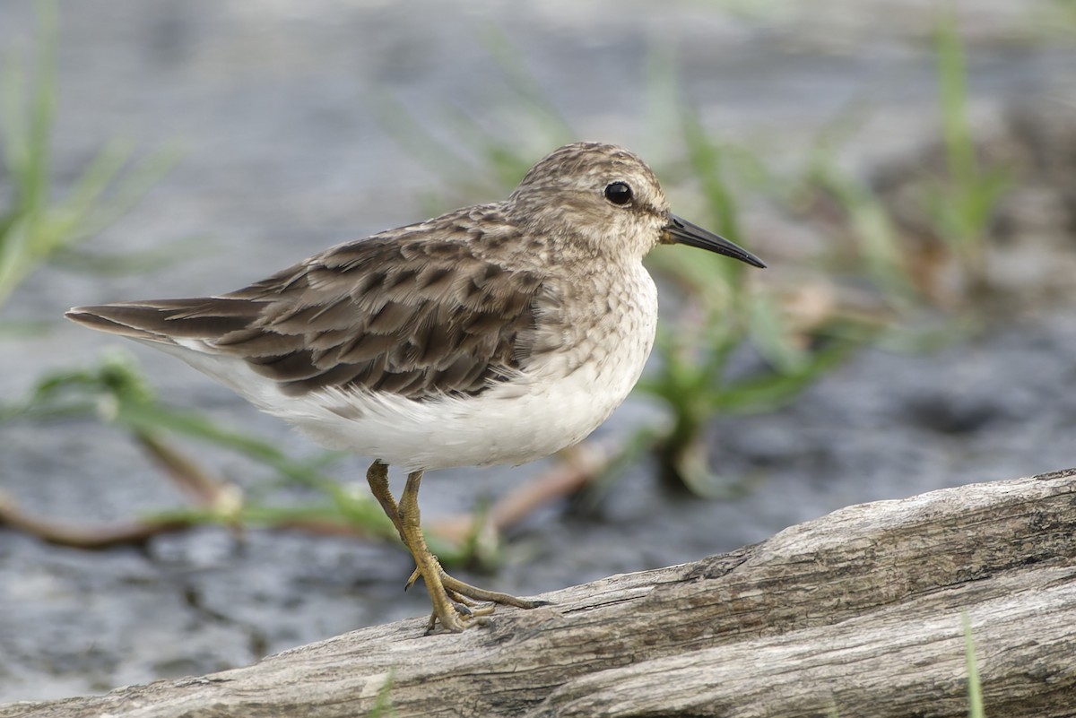 Least Sandpiper - ML623142325