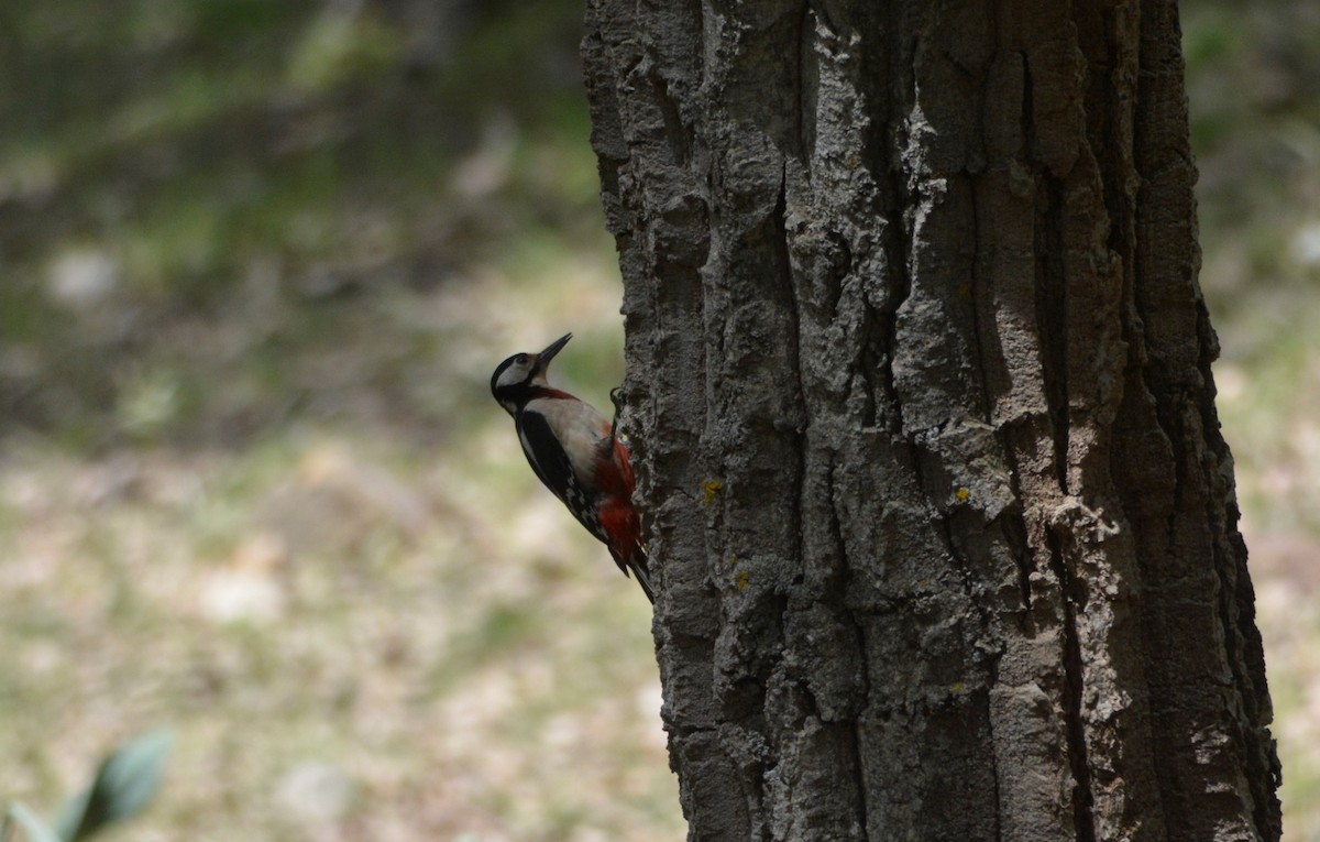 Great Spotted Woodpecker (Atlas) - ML623142402