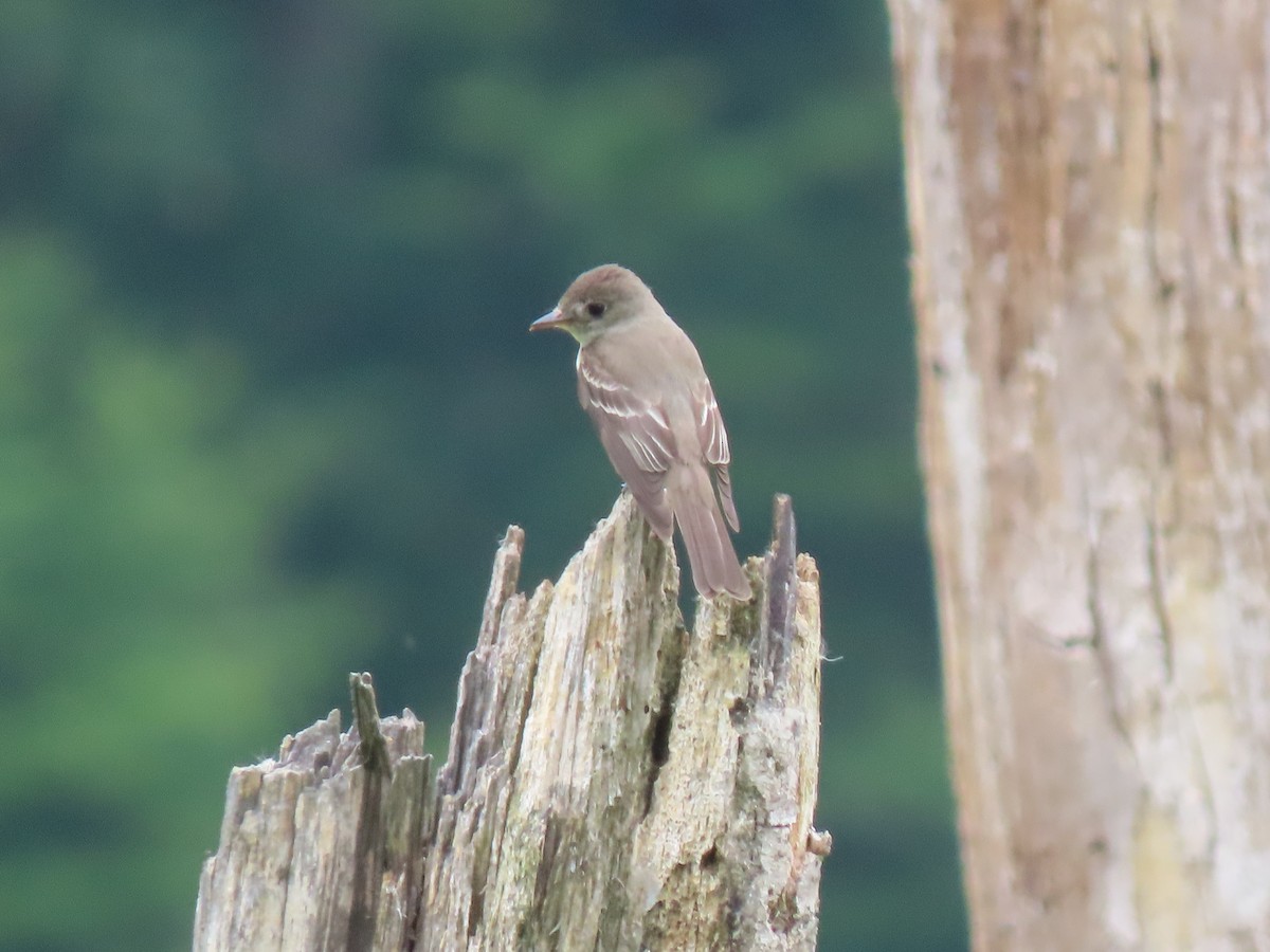 Eastern Wood-Pewee - ML623142413