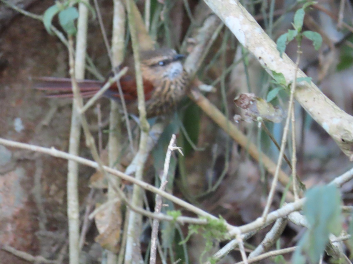 Stripe-breasted Spinetail - ML623142432