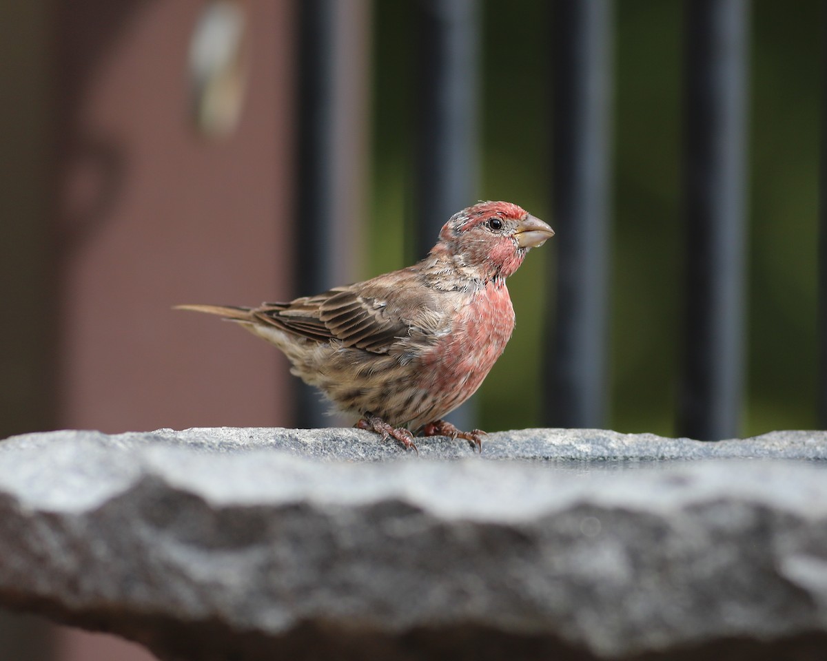 House Finch - ML623142457