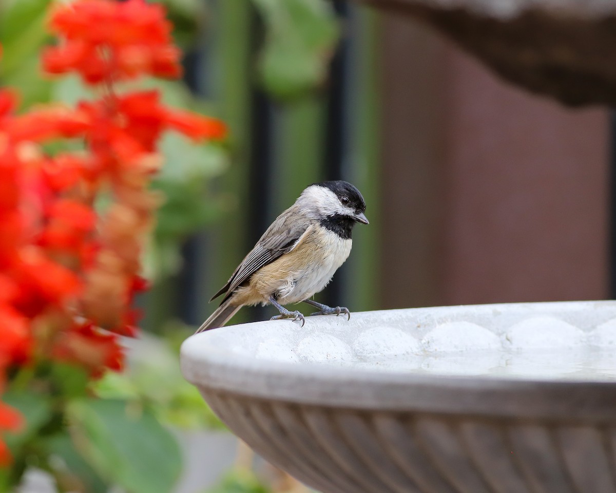 Carolina Chickadee - ML623142459