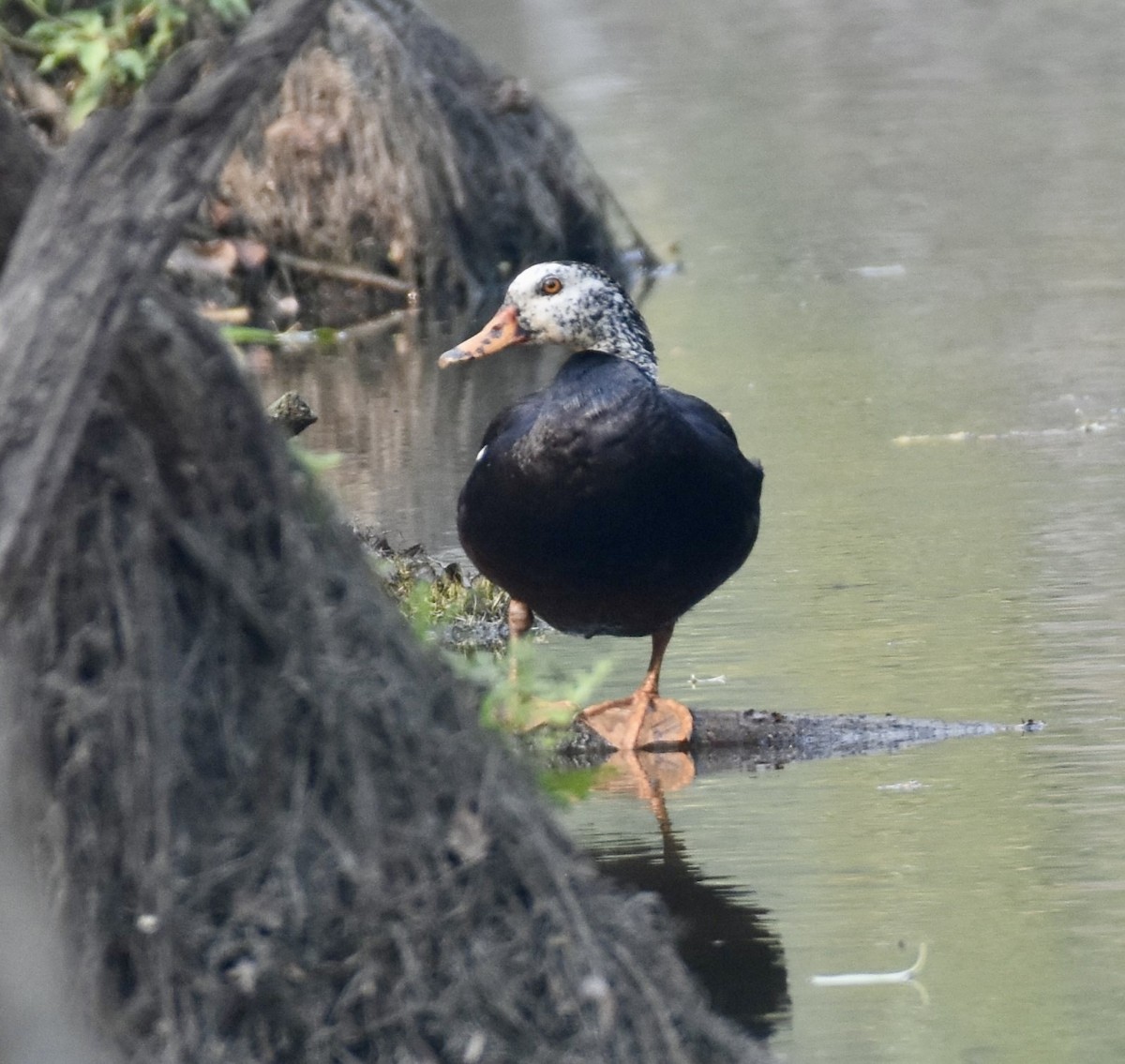 White-winged Duck - ML623142602