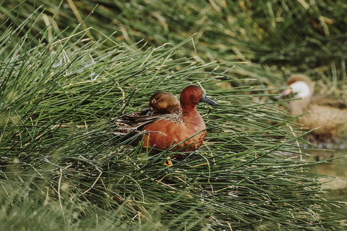Cinnamon Teal - ML623142610
