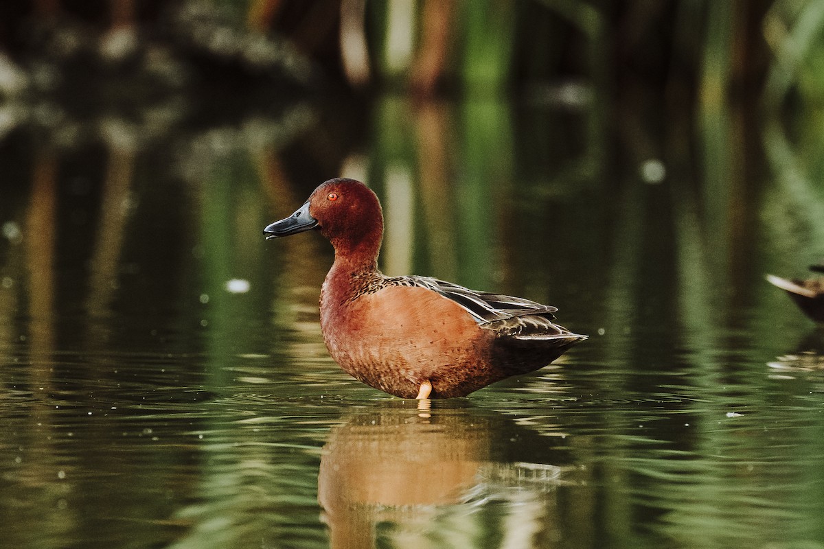Cinnamon Teal - ML623142611