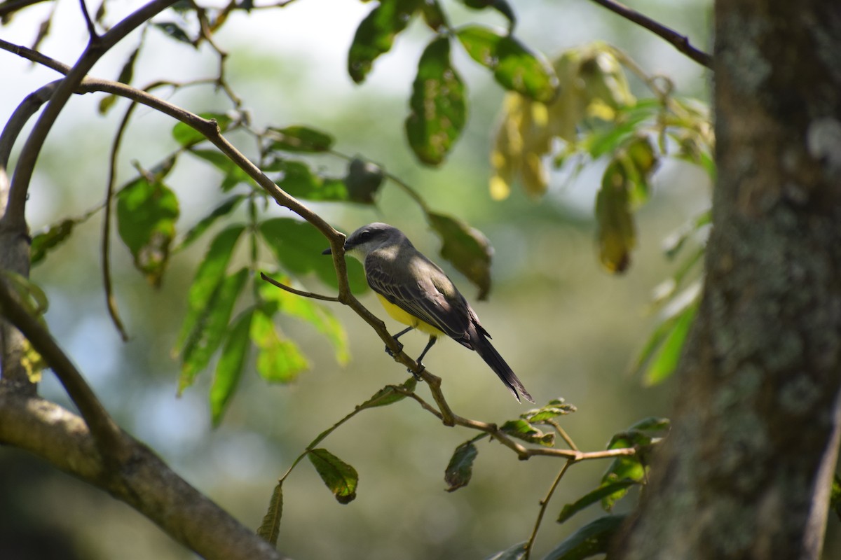 Sooty-headed Tyrannulet - ML623142616