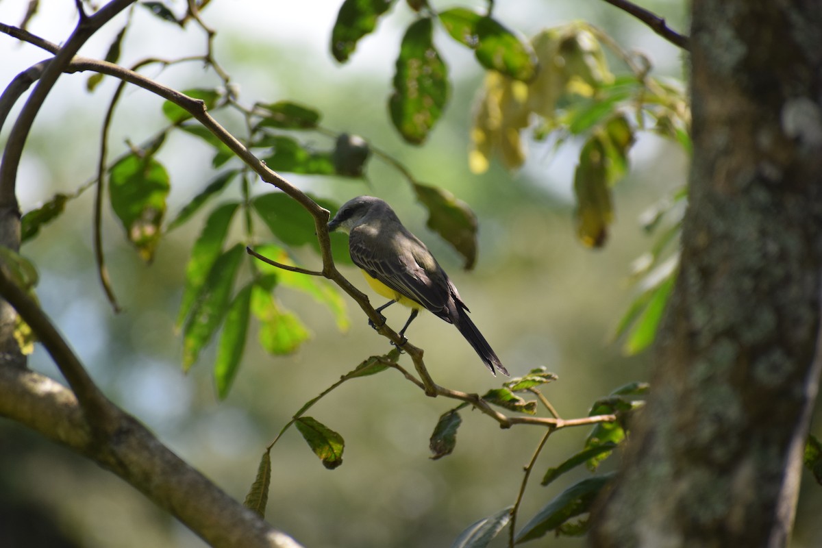 Sooty-headed Tyrannulet - ML623142640