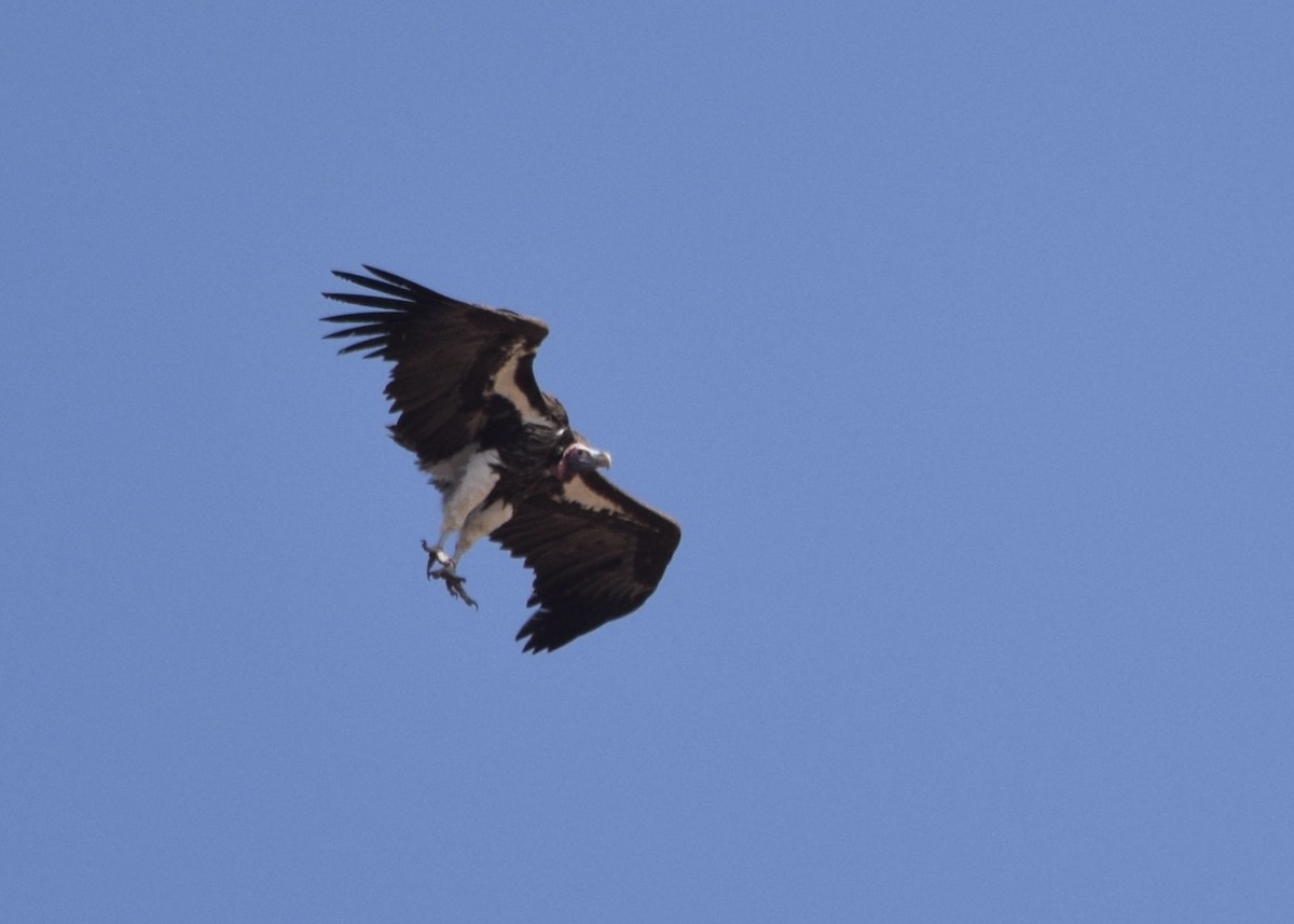 Lappet-faced Vulture - ML623142705