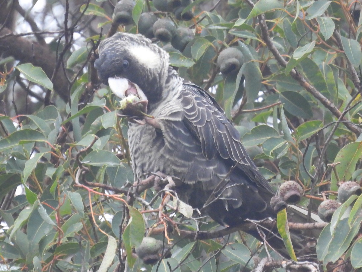 Baudin's Black-Cockatoo - ML623142722