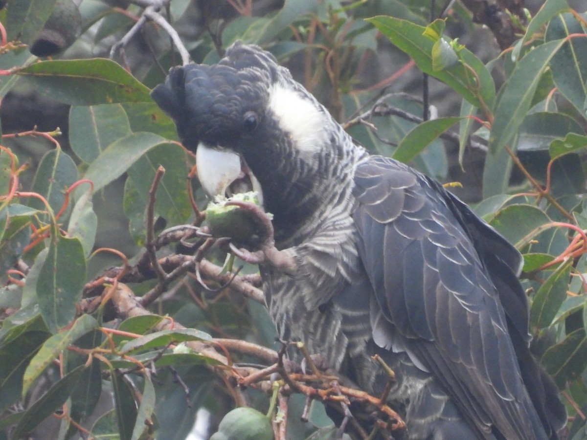 Baudin's Black-Cockatoo - ML623142728