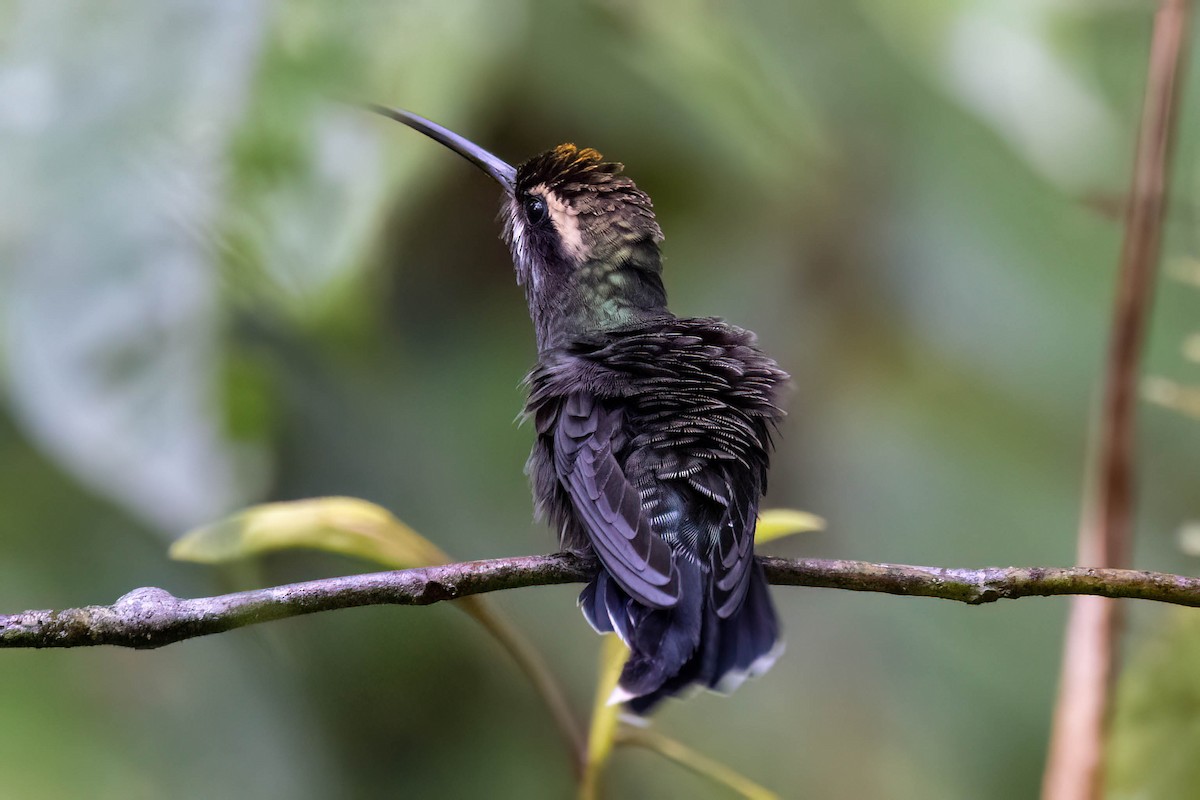 White-whiskered Hermit - ML623142781