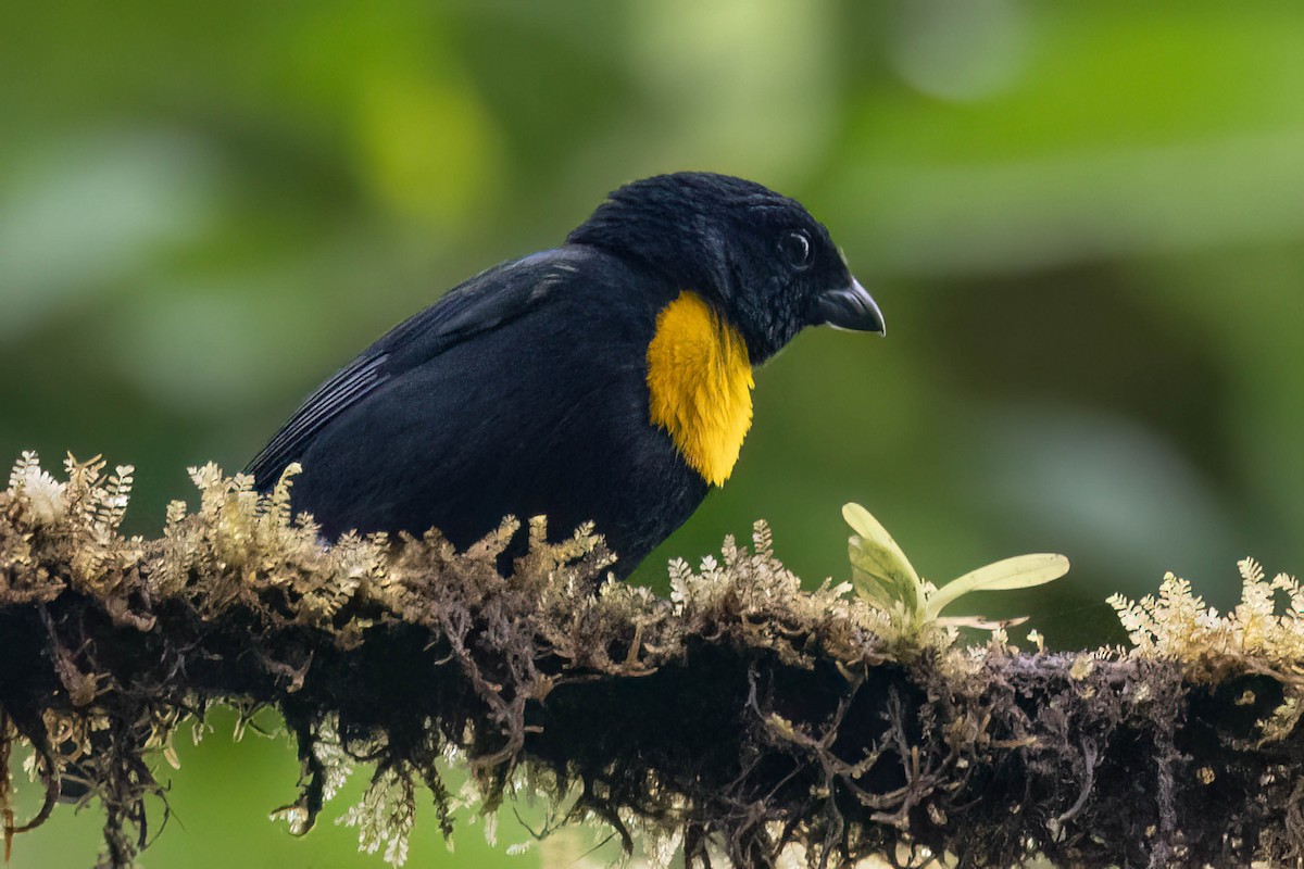 Golden-chested Tanager - ML623142812