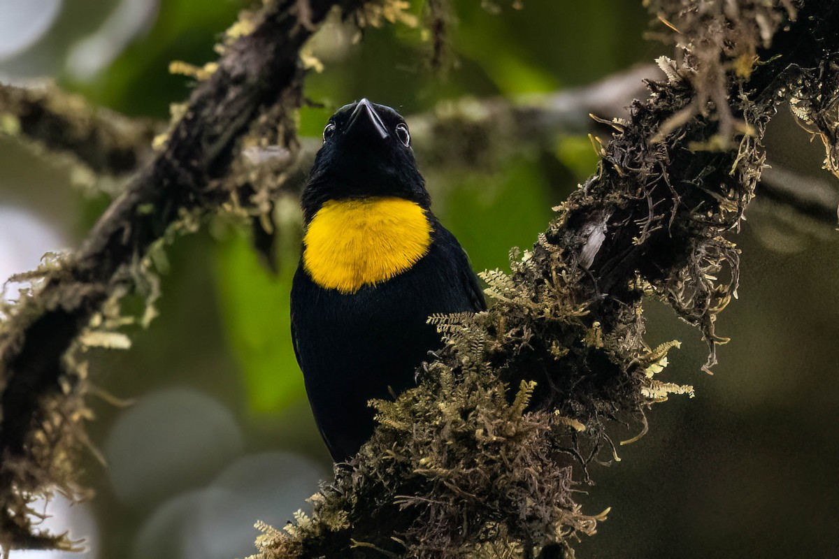 Golden-chested Tanager - ML623142813