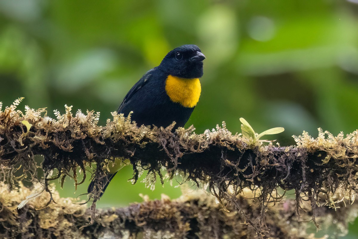 Golden-chested Tanager - ML623142814