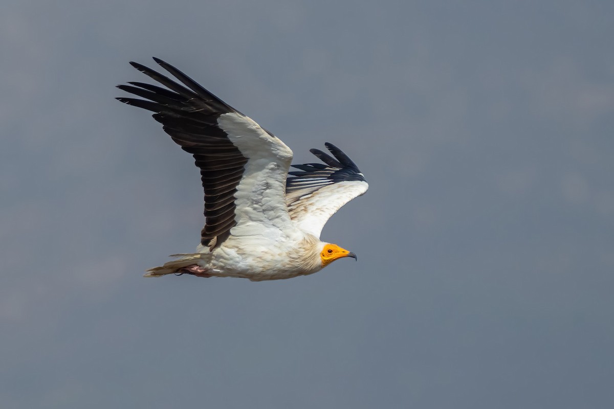 Egyptian Vulture - ML623142838