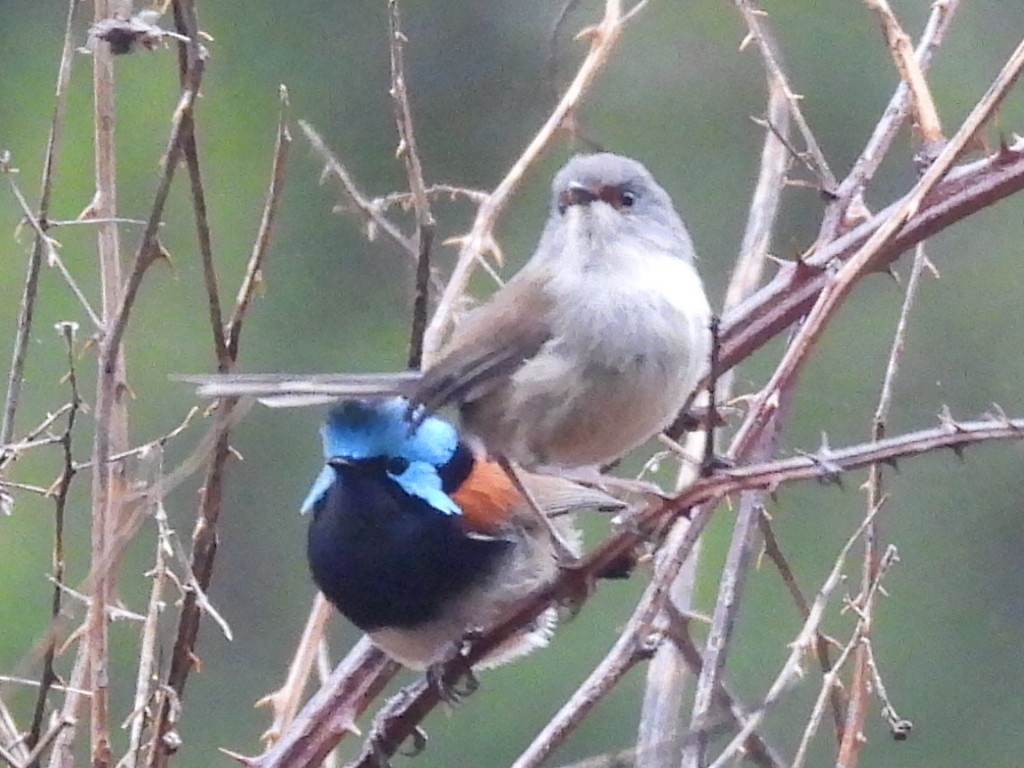 Red-winged Fairywren - ML623142842