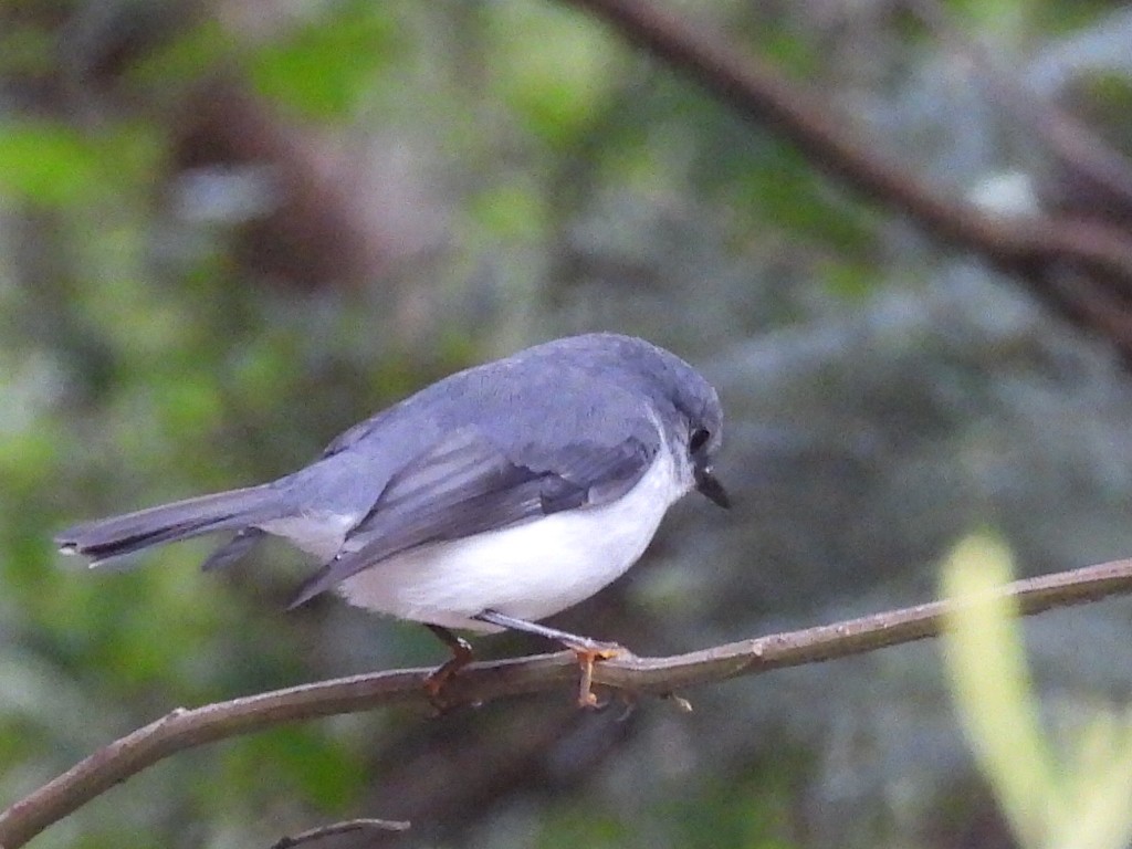 White-breasted Robin - ML623142932