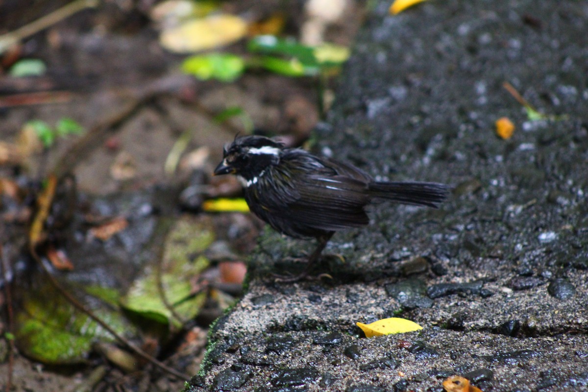 Orange-billed Sparrow - ML623143009