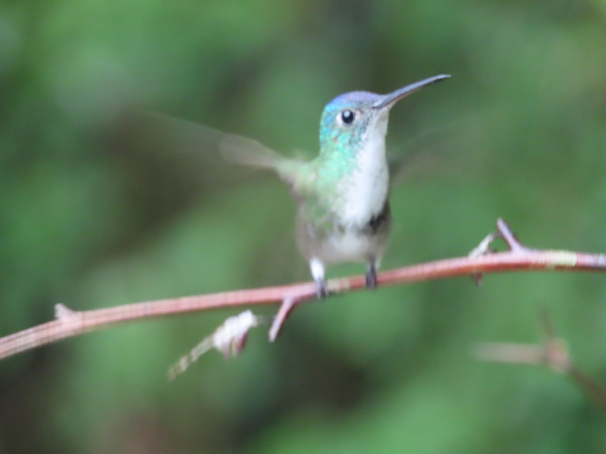 Azure-crowned Hummingbird - ML623143087