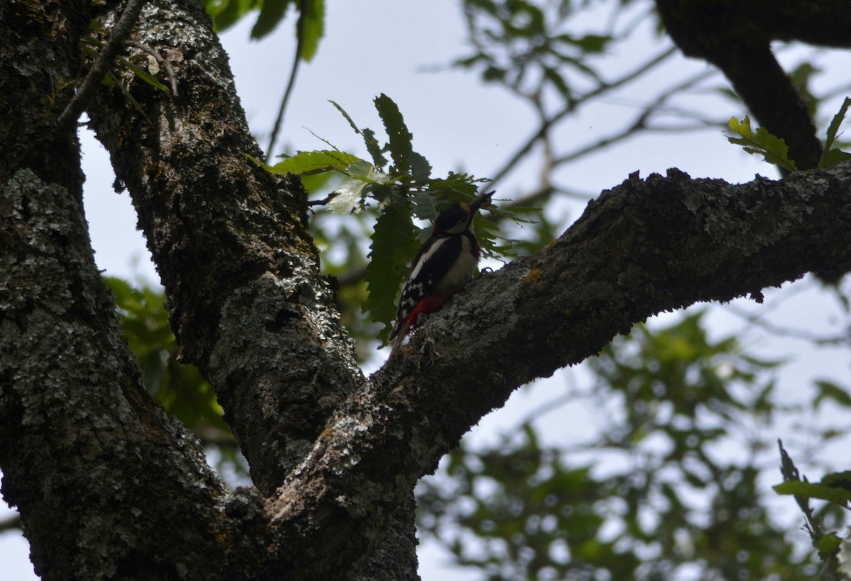 Great Spotted Woodpecker (Atlas) - ML623143091