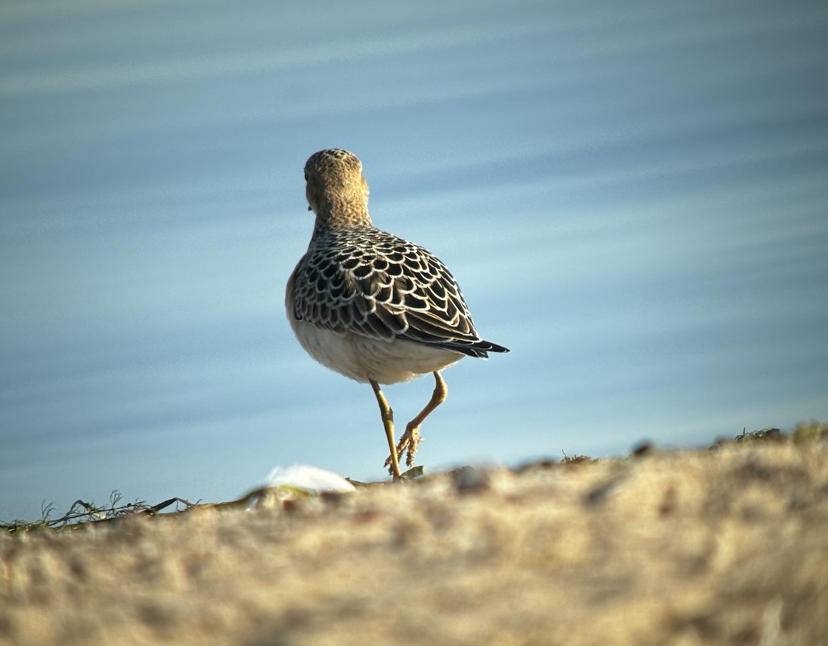 Buff-breasted Sandpiper - ML623143165