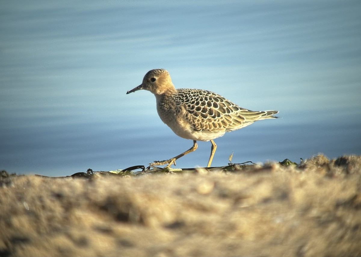 Buff-breasted Sandpiper - ML623143166