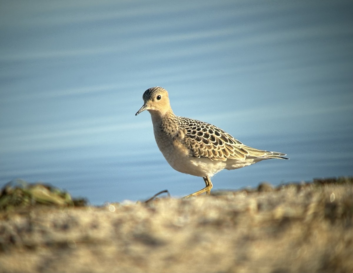 Buff-breasted Sandpiper - ML623143167